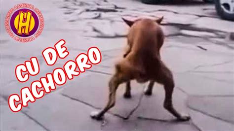 cachorro lambendo cu|Cachorro Enfiando a Pica No Cu Do Outro Cachorro